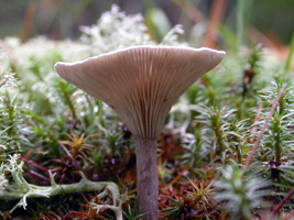 Cantharellula umbonata, view showing the forked gills.